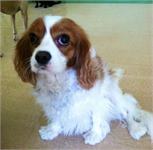 daycare pic 51 - Daisy